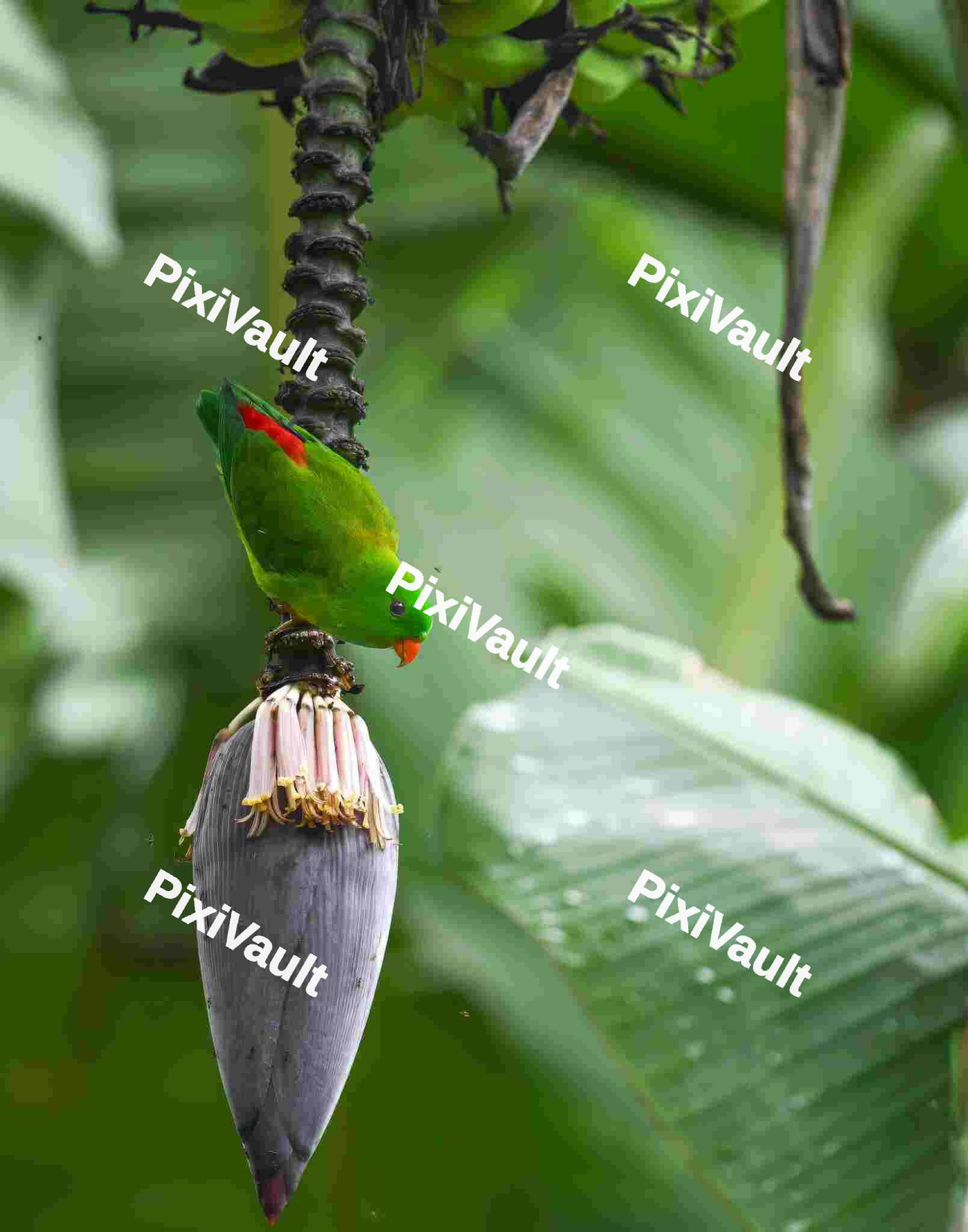 Hanging Parrot